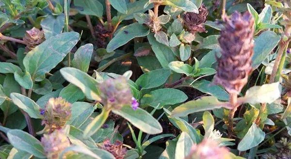 彩云之南，云南的多彩画卷